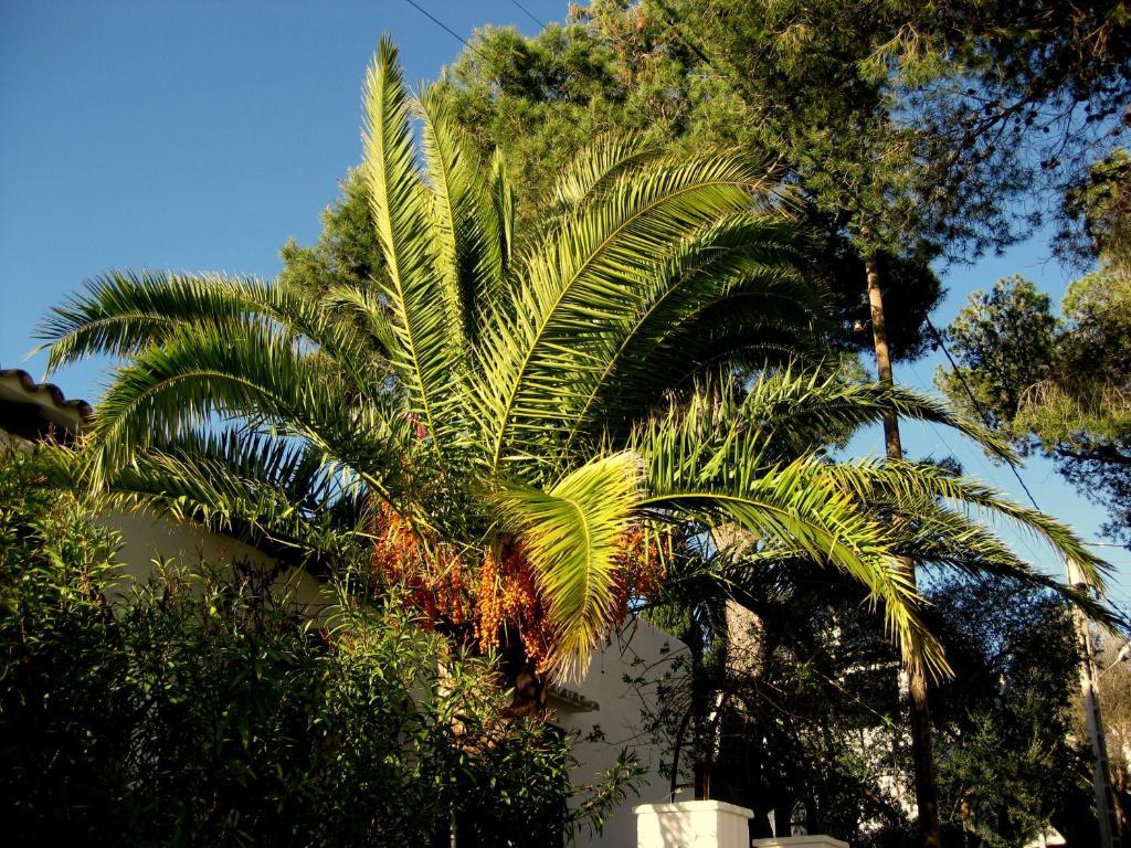 Casa Ceiba Maria Ξενοδοχείο Cala D´Or Εξωτερικό φωτογραφία